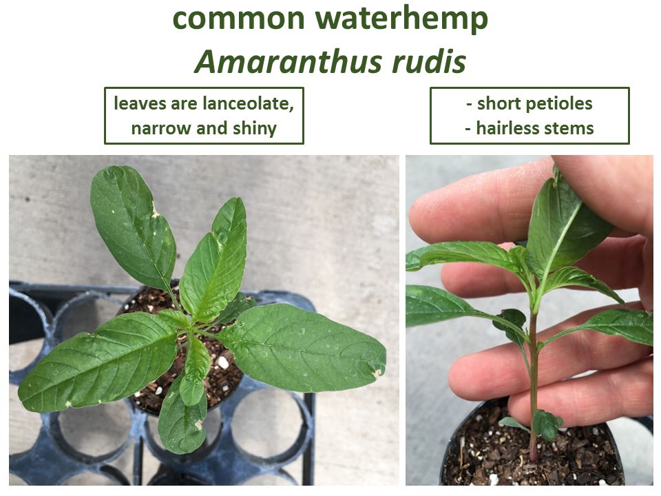 "waterhemp"